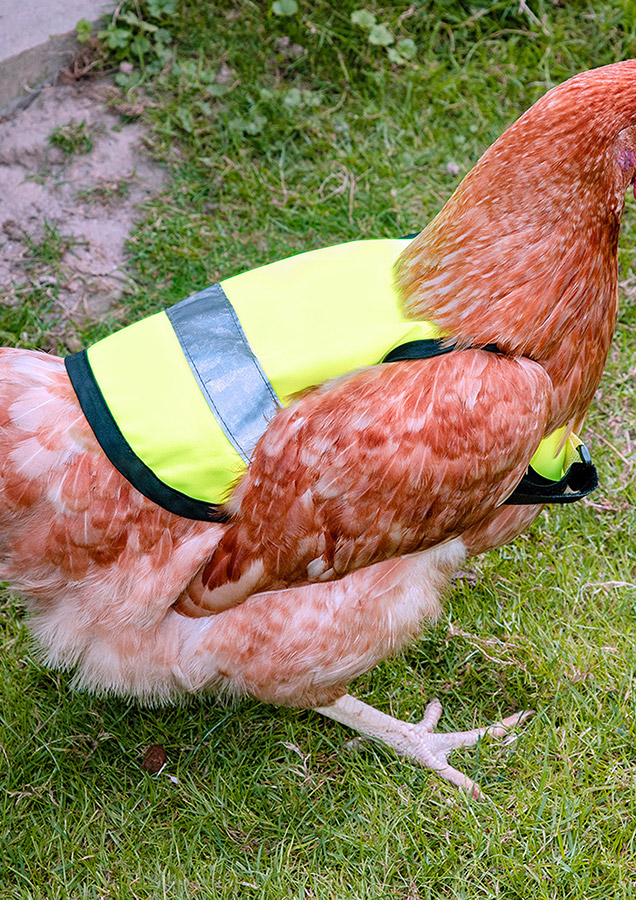 Huhn trägt die Weste Rosario in leuchtender Farbe mit Reflexstreifen und verstellbarem Klettverschluss, Einheitsgröße, Schutz vor Greifvögeln