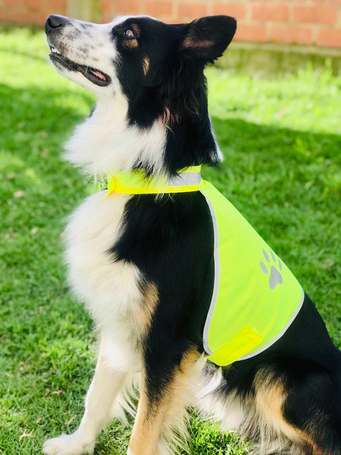 A dog wearing an yellow Korntex functional vest in a park.